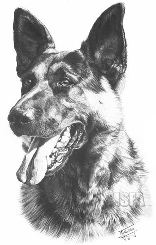 German shepherd super - german,