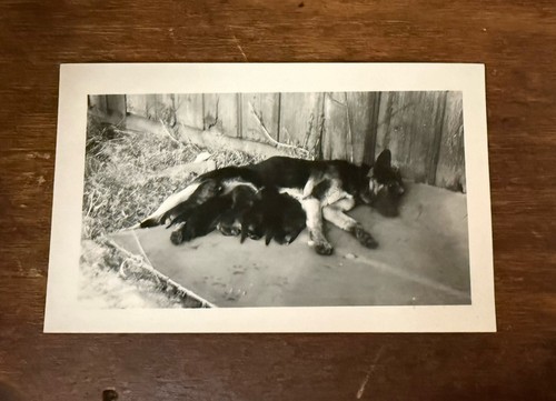 B107 german shepherd nursing - b107,