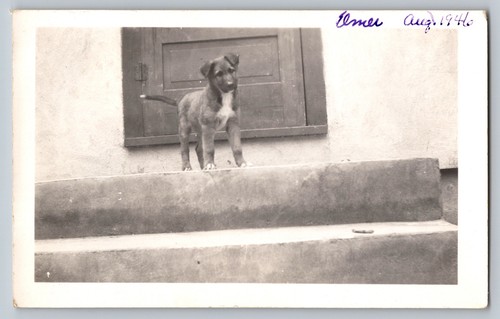 B189 german shepherd puppy - german,
