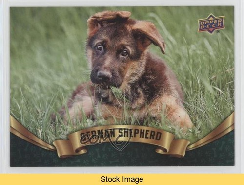 2018 upper deck canine - deck,