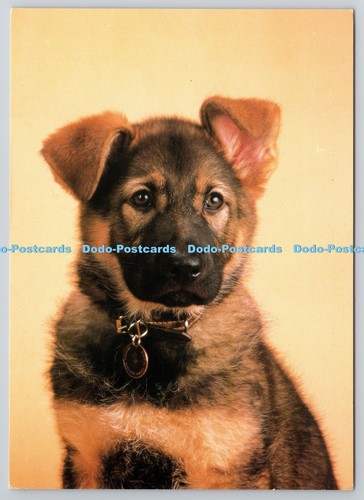 D325721 german shepherd puppy - d325721,
