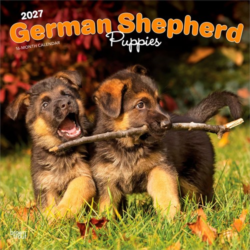German shepherd puppies 2027 - |,