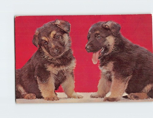 Postcard two cute - postcard,