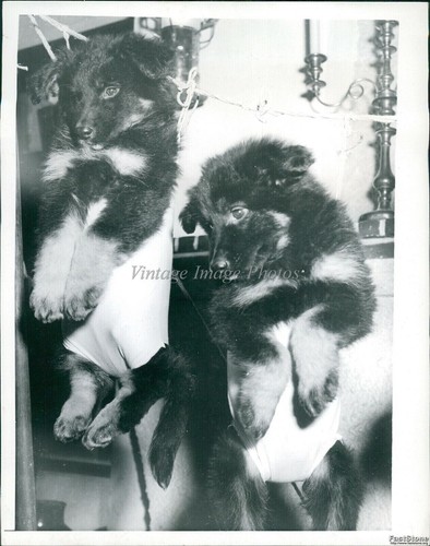 1952 german shepherd - 1952,
