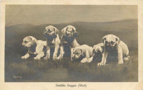 Udb dog rppc 271 - udb, z-271/3