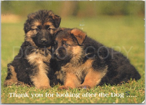 German shepherd puppies dog - german,