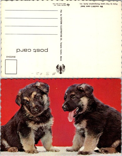 German shepherd puppies - german,