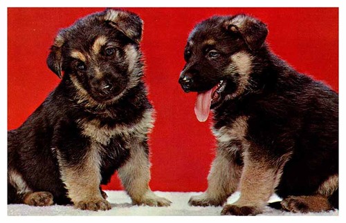 Ingersoll postcard adorable - on,