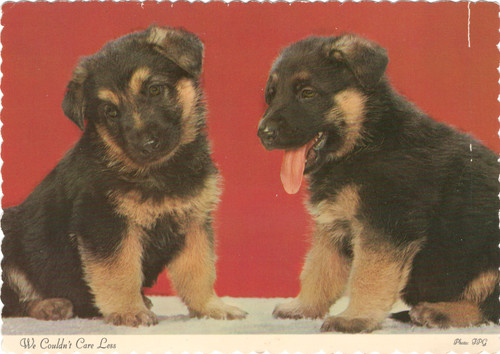 German shepherd puppies - puppies, deckle