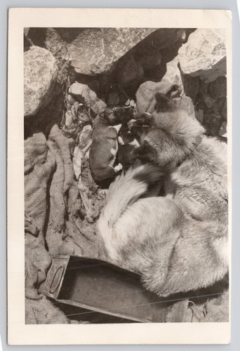 Vintage photo german shepherd - vintage,