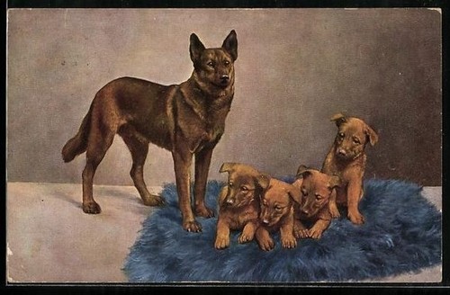 Postcard german shepherd - a,