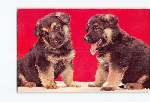 Postcard german shepherd - postcard,