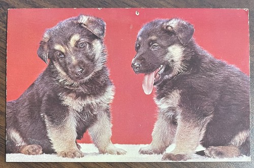 Postcard two cute - postcard,