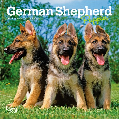 German shepherd puppies 2027 - shepherd,