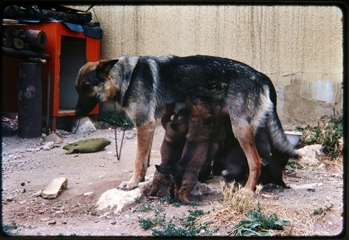 35mm kodachrome slide german - -,