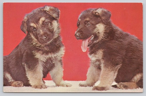 Cute german shepherd - cute, puppies